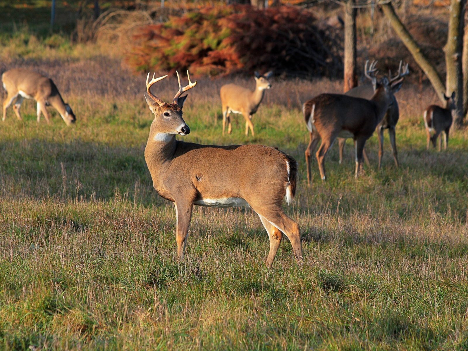 Graceful Northern Michigan Whitetails showcasing their natural beauty in a serene woodland setting.
