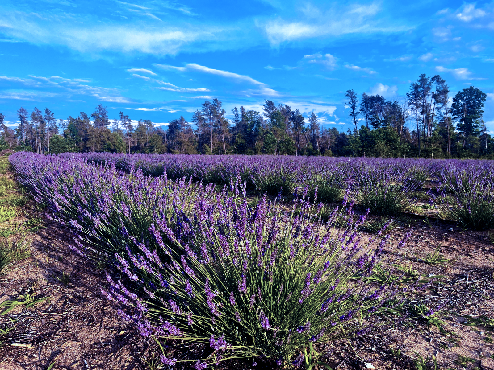 A breathtaking view of the Lavender Fields at The Uncommon Ranch, bathed in the vibrant colors of full bloom.